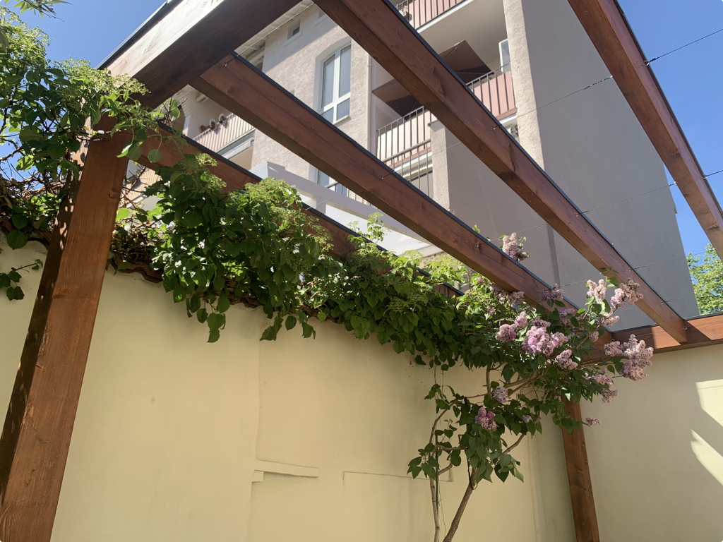 Maßgefertigte Holzpergola über einer neuen Garapa-Terrasse mit blühender Kletterpflanze in einem Garten in Frankfurt-Fechenheim